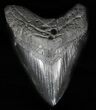Bargain, Black, Fossil Megalodon Tooth #57447-1